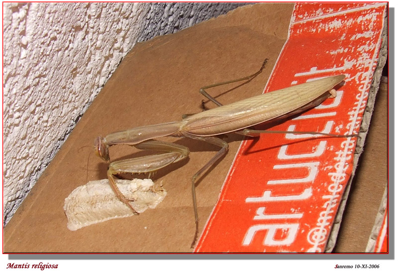 La fatica di essere mamma: Mantis religiosa